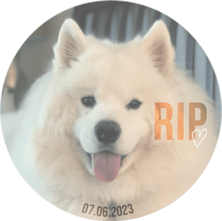 Memorial to white Samoyed dog
